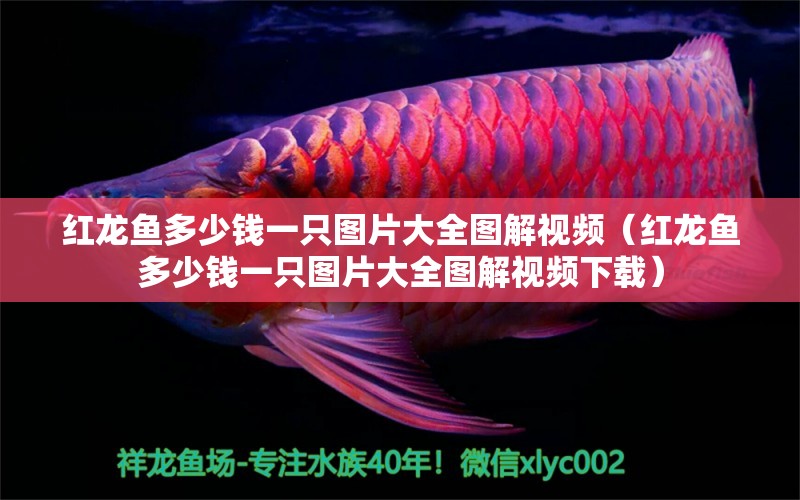 紅龍魚多少錢一只圖片大全圖解視頻（紅龍魚多少錢一只圖片大全圖解視頻下載） 印尼紅龍魚