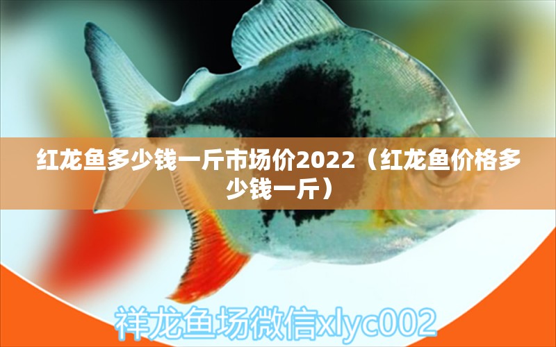 紅龍魚多少錢一斤市場價2022（紅龍魚價格多少錢一斤）