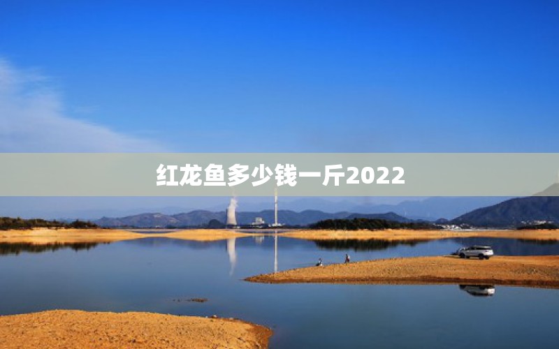 紅龍魚多少錢一斤2022