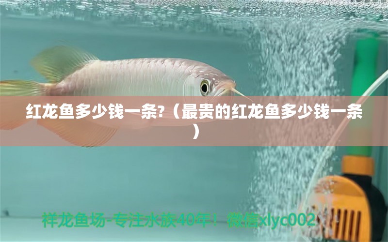 紅龍魚(yú)多少錢(qián)一條?（最貴的紅龍魚(yú)多少錢(qián)一條）