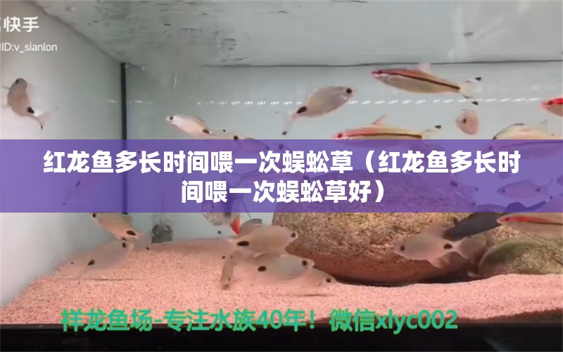 紅龍魚多長時間喂一次蜈蚣草（紅龍魚多長時間喂一次蜈蚣草好） 龍魚百科