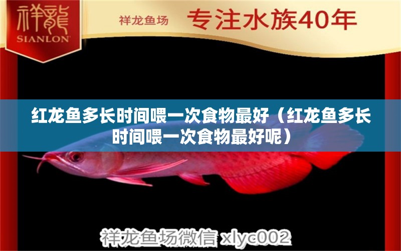 紅龍魚多長時間喂一次食物最好（紅龍魚多長時間喂一次食物最好呢）