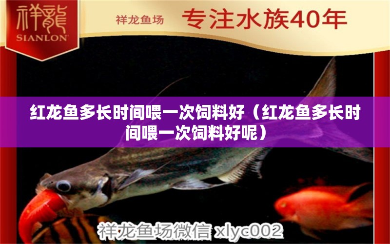 紅龍魚多長時(shí)間喂一次飼料好（紅龍魚多長時(shí)間喂一次飼料好呢）