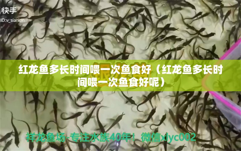 紅龍魚多長時間喂一次魚食好（紅龍魚多長時間喂一次魚食好呢）