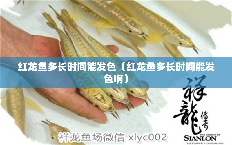 紅龍魚多長時間能發(fā)色（紅龍魚多長時間能發(fā)色?。? title=