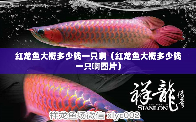 紅龍魚大概多少錢一只?。t龍魚大概多少錢一只啊圖片） 印尼紅龍魚