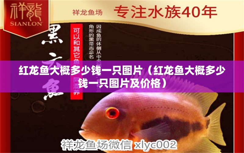 紅龍魚大概多少錢一只圖片（紅龍魚大概多少錢一只圖片及價格） 印尼紅龍魚