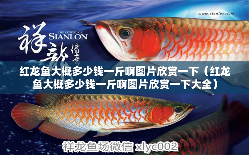 紅龍魚大概多少錢一斤啊圖片欣賞一下（紅龍魚大概多少錢一斤啊圖片欣賞一下大全） 印尼紅龍魚