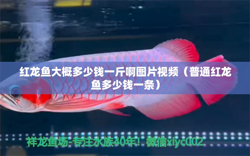 紅龍魚大概多少錢一斤啊圖片視頻（普通紅龍魚多少錢一條） 龍魚百科