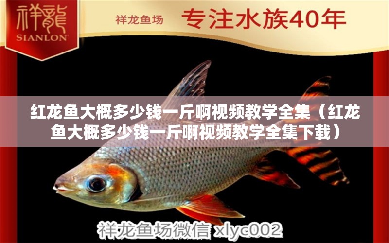 紅龍魚(yú)大概多少錢(qián)一斤啊視頻教學(xué)全集（紅龍魚(yú)大概多少錢(qián)一斤啊視頻教學(xué)全集下載） 印尼紅龍魚(yú)