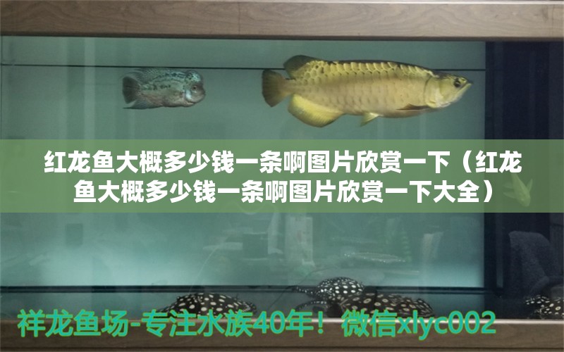 紅龍魚大概多少錢一條啊圖片欣賞一下（紅龍魚大概多少錢一條啊圖片欣賞一下大全） 印尼紅龍魚