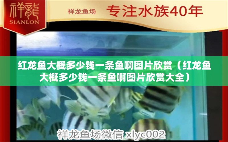 紅龍魚(yú)大概多少錢(qián)一條魚(yú)啊圖片欣賞（紅龍魚(yú)大概多少錢(qián)一條魚(yú)啊圖片欣賞大全） 印尼紅龍魚(yú)