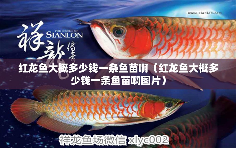 紅龍魚大概多少錢一條魚苗?。t龍魚大概多少錢一條魚苗啊圖片） 印尼紅龍魚