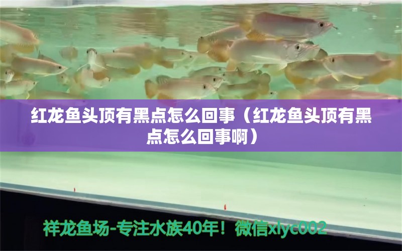 紅龍魚頭頂有黑點怎么回事（紅龍魚頭頂有黑點怎么回事?。? title=