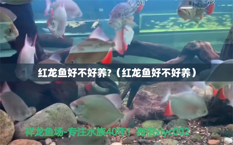 紅龍魚好不好養(yǎng)?（紅龍魚好不好養(yǎng)） 三間鼠魚苗