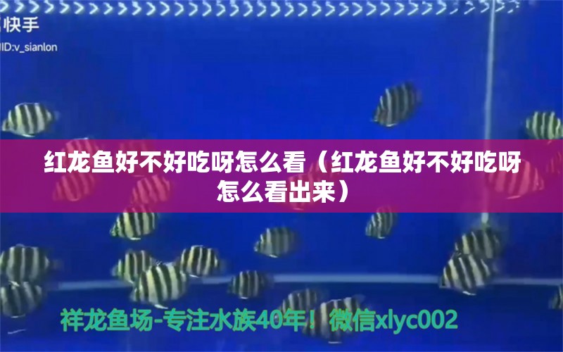 紅龍魚好不好吃呀怎么看（紅龍魚好不好吃呀怎么看出來）