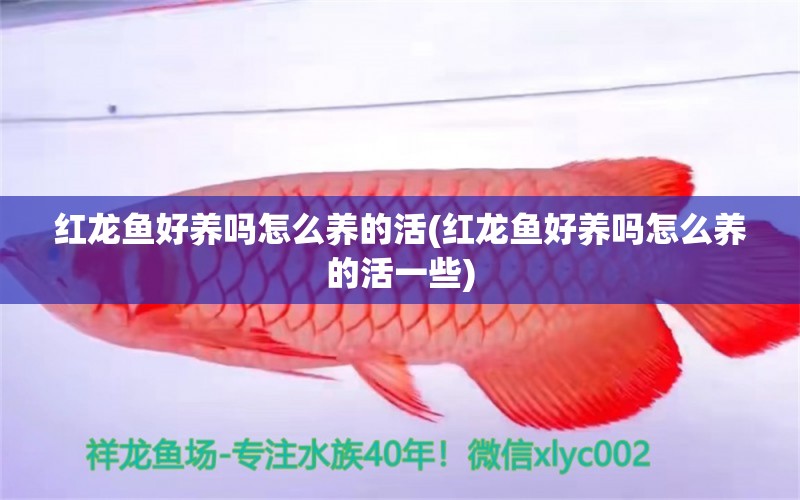 紅龍魚好養(yǎng)嗎怎么養(yǎng)的活(紅龍魚好養(yǎng)嗎怎么養(yǎng)的活一些) 圖騰金龍魚