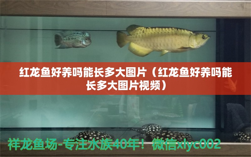 紅龍魚(yú)好養(yǎng)嗎能長(zhǎng)多大圖片（紅龍魚(yú)好養(yǎng)嗎能長(zhǎng)多大圖片視頻）