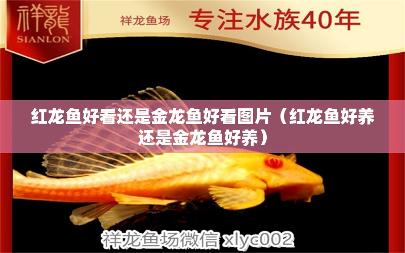 紅龍魚好看還是金龍魚好看圖片（紅龍魚好養(yǎng)還是金龍魚好養(yǎng)）