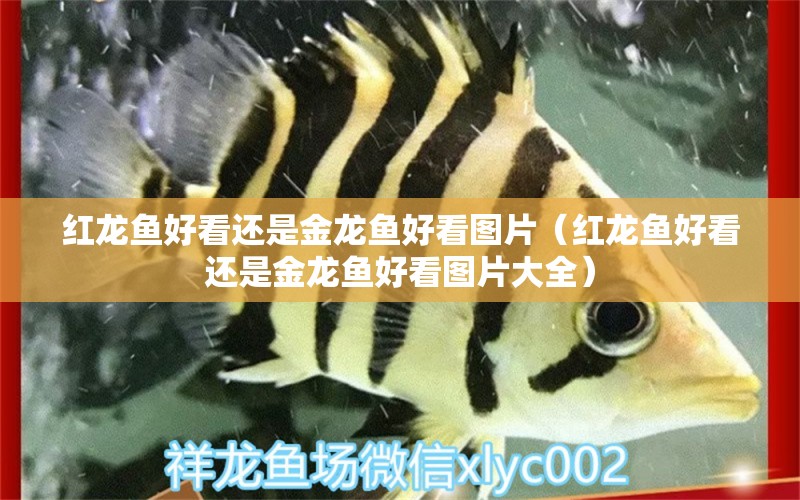 紅龍魚(yú)好看還是金龍魚(yú)好看圖片（紅龍魚(yú)好看還是金龍魚(yú)好看圖片大全） 龍魚(yú)百科