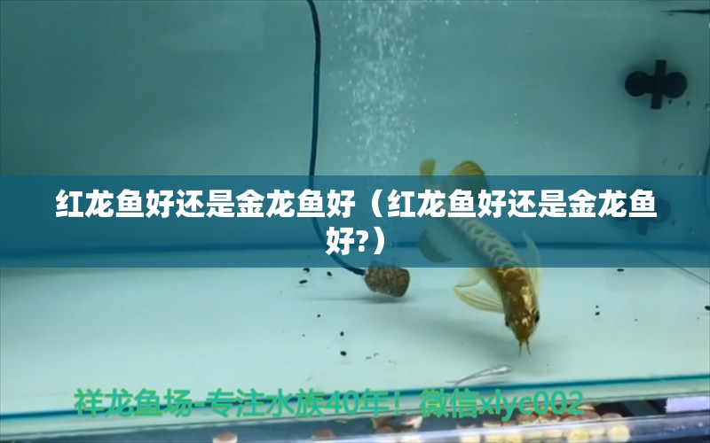 紅龍魚好還是金龍魚好（紅龍魚好還是金龍魚好?） 龍魚疾病與治療