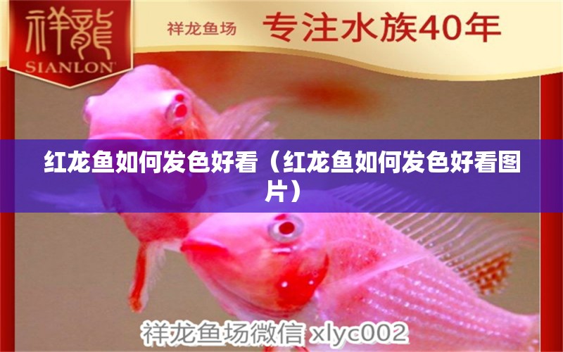 紅龍魚如何發(fā)色好看（紅龍魚如何發(fā)色好看圖片） 紅龍魚魚糧飼料