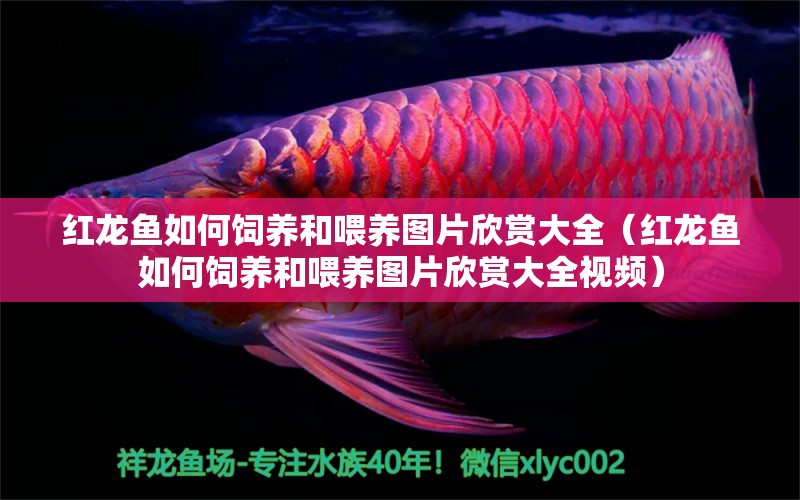 紅龍魚如何飼養(yǎng)和喂養(yǎng)圖片欣賞大全（紅龍魚如何飼養(yǎng)和喂養(yǎng)圖片欣賞大全視頻） 龍魚百科