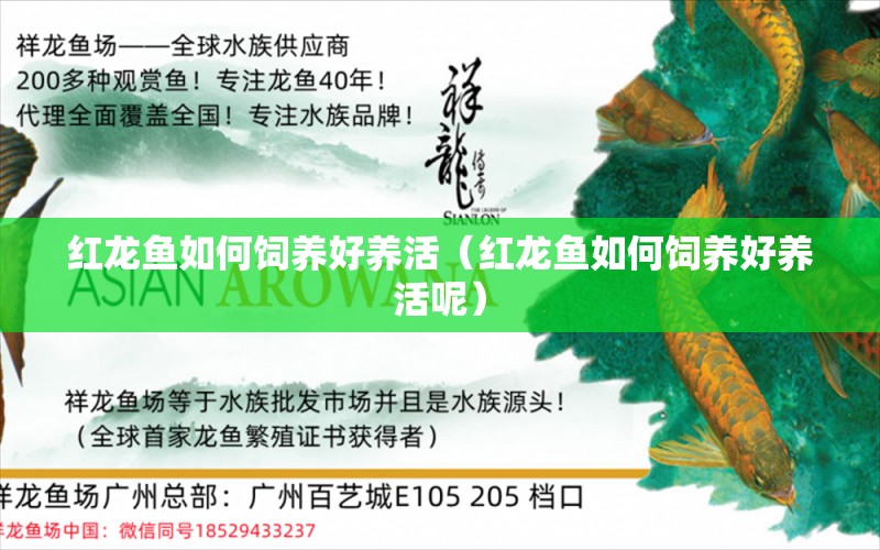 紅龍魚(yú)如何飼養(yǎng)好養(yǎng)活（紅龍魚(yú)如何飼養(yǎng)好養(yǎng)活呢） 印尼紅龍魚(yú)