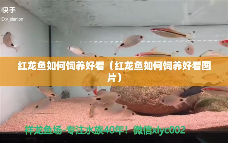 紅龍魚如何飼養(yǎng)好看（紅龍魚如何飼養(yǎng)好看圖片）