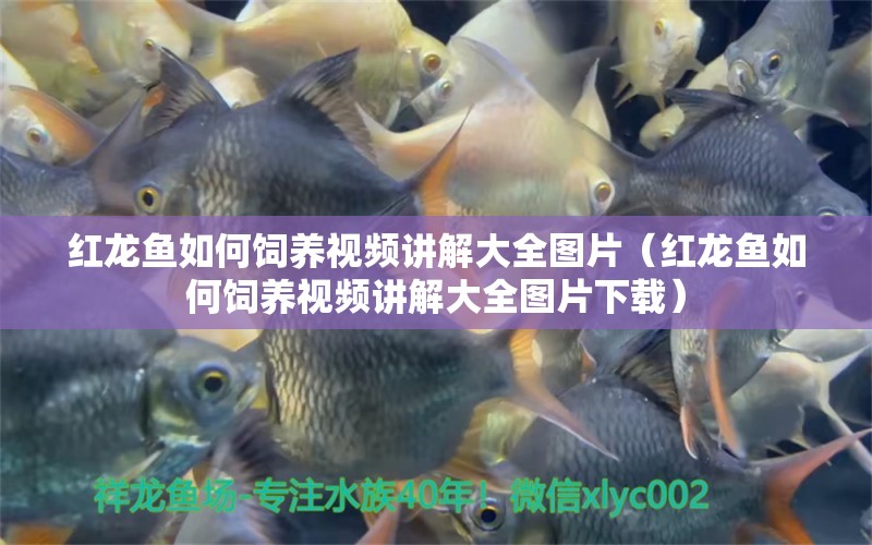 紅龍魚如何飼養(yǎng)視頻講解大全圖片（紅龍魚如何飼養(yǎng)視頻講解大全圖片下載）