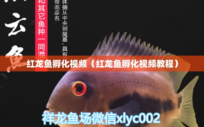 紅龍魚孵化視頻（紅龍魚孵化視頻教程） 祥龍水族醫(yī)院