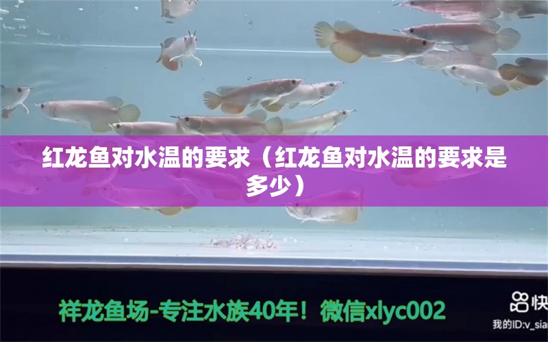 紅龍魚對水溫的要求（紅龍魚對水溫的要求是多少） 廣州龍魚批發(fā)市場