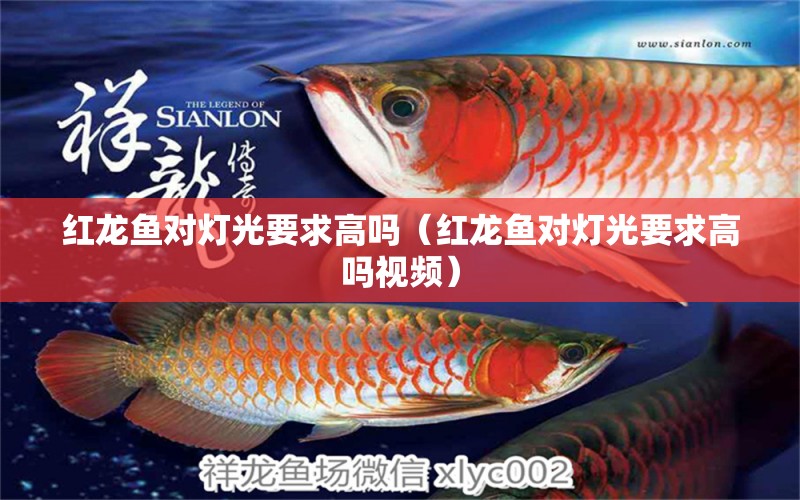 紅龍魚對燈光要求高嗎（紅龍魚對燈光要求高嗎視頻） 印尼紅龍魚