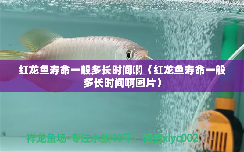 紅龍魚壽命一般多長時間?。t龍魚壽命一般多長時間啊圖片） 印尼紅龍魚