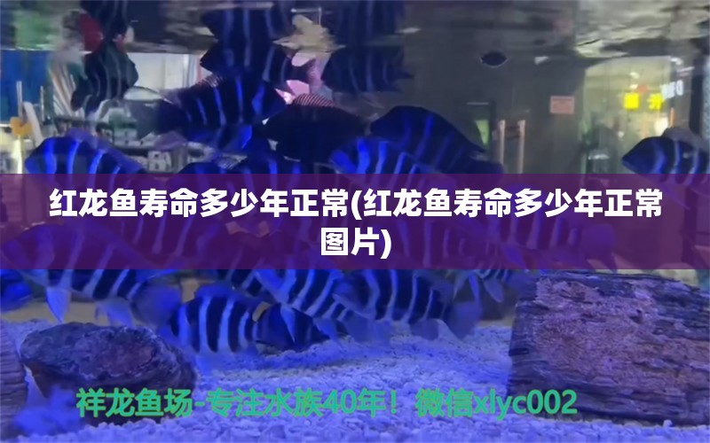 紅龍魚壽命多少年正常(紅龍魚壽命多少年正常圖片) 野生地圖魚 第1張