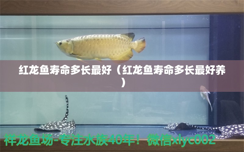 紅龍魚壽命多長最好（紅龍魚壽命多長最好養(yǎng)） 龍魚百科