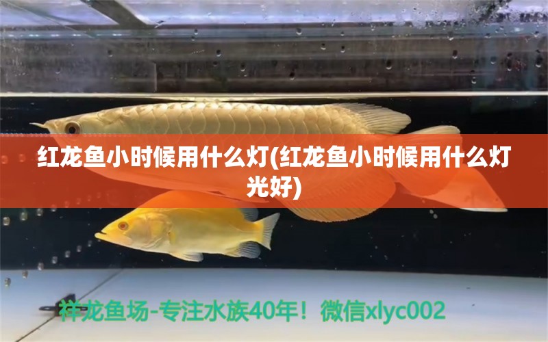 紅龍魚小時候用什么燈(紅龍魚小時候用什么燈光好) 帝王血鉆魚