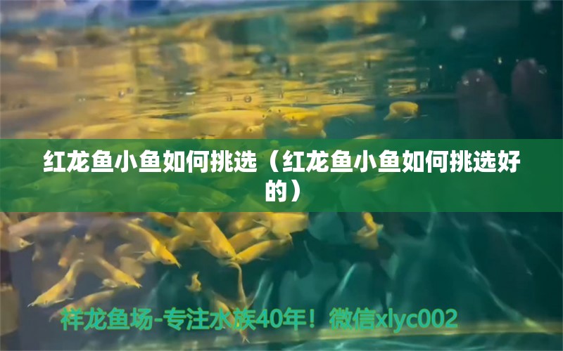 紅龍魚(yú)小魚(yú)如何挑選（紅龍魚(yú)小魚(yú)如何挑選好的） 廣州龍魚(yú)批發(fā)市場(chǎng)