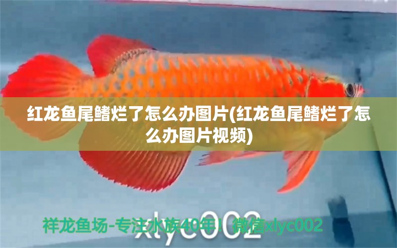 紅龍魚尾鰭爛了怎么辦圖片(紅龍魚尾鰭爛了怎么辦圖片視頻) 野彩魚