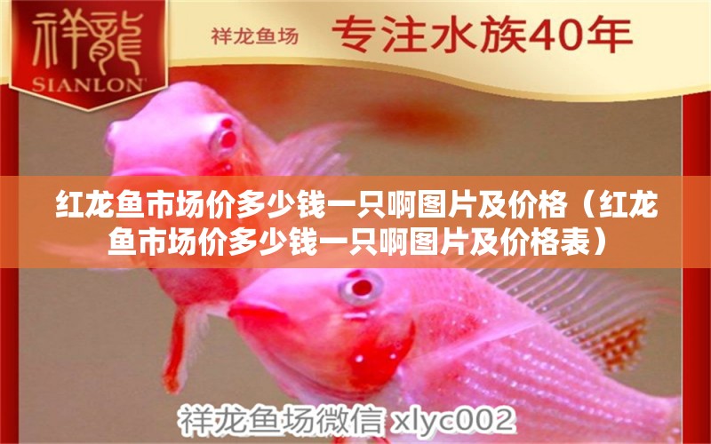 紅龍魚市場價多少錢一只啊圖片及價格（紅龍魚市場價多少錢一只啊圖片及價格表）