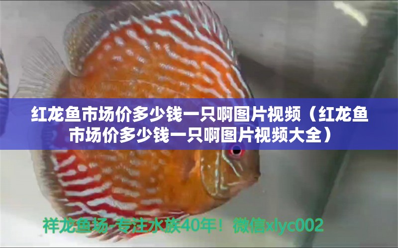 紅龍魚市場價多少錢一只啊圖片視頻（紅龍魚市場價多少錢一只啊圖片視頻大全）