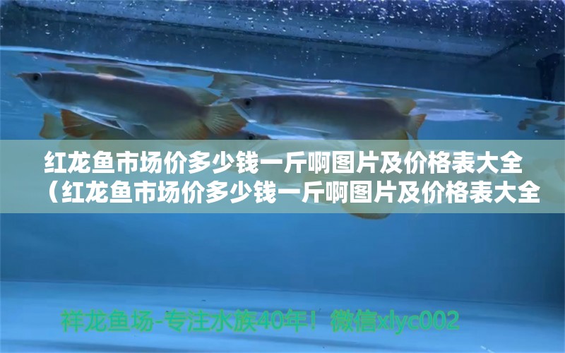 紅龍魚市場價多少錢一斤啊圖片及價格表大全（紅龍魚市場價多少錢一斤啊圖片及價格表大全視頻）