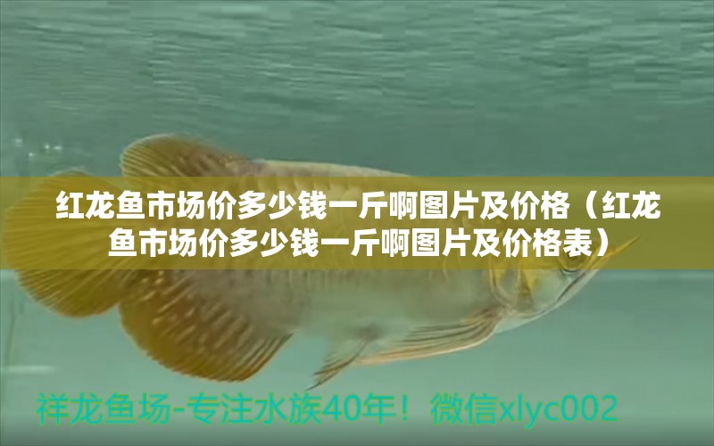 紅龍魚市場價多少錢一斤啊圖片及價格（紅龍魚市場價多少錢一斤啊圖片及價格表）