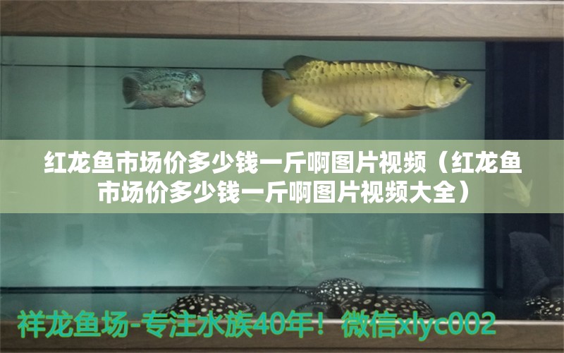 紅龍魚市場價多少錢一斤啊圖片視頻（紅龍魚市場價多少錢一斤啊圖片視頻大全）