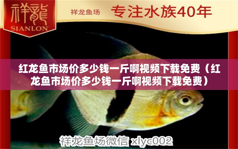 紅龍魚市場價多少錢一斤啊視頻下載免費（紅龍魚市場價多少錢一斤啊視頻下載免費）