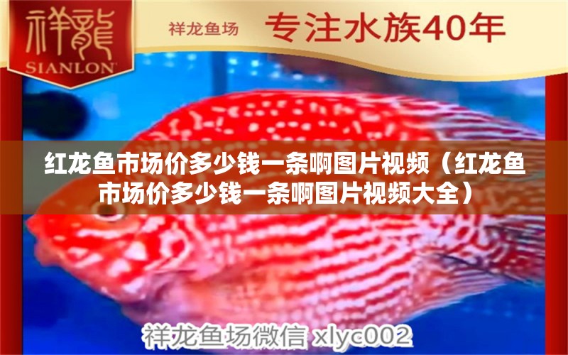 紅龍魚市場價多少錢一條啊圖片視頻（紅龍魚市場價多少錢一條啊圖片視頻大全）