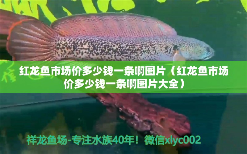 紅龍魚市場價多少錢一條啊圖片（紅龍魚市場價多少錢一條啊圖片大全）