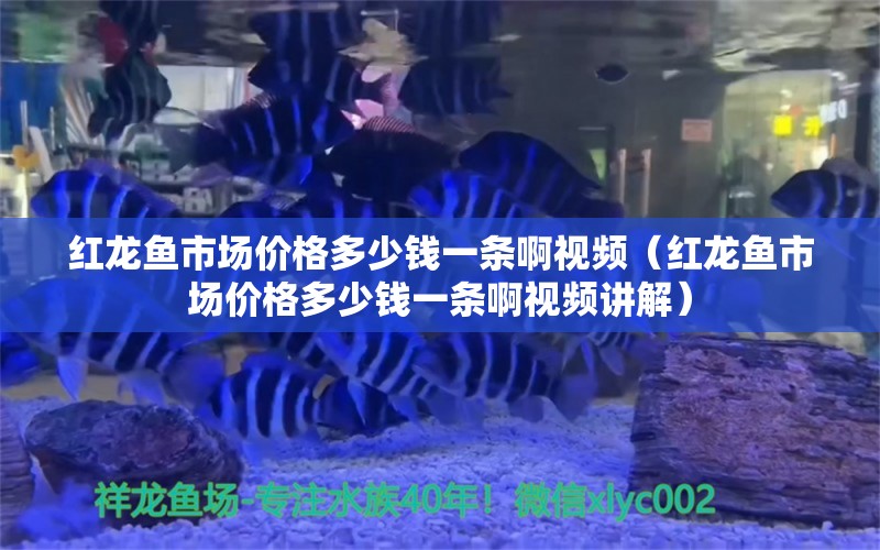 紅龍魚市場(chǎng)價(jià)格多少錢一條啊視頻（紅龍魚市場(chǎng)價(jià)格多少錢一條啊視頻講解） 龍魚百科