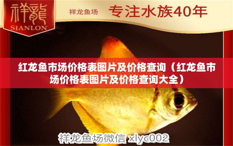 紅龍魚市場價(jià)格表圖片及價(jià)格查詢（紅龍魚市場價(jià)格表圖片及價(jià)格查詢大全） 龍魚百科