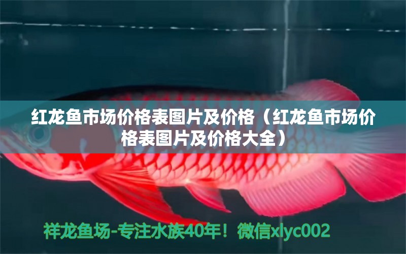 紅龍魚(yú)市場(chǎng)價(jià)格表圖片及價(jià)格（紅龍魚(yú)市場(chǎng)價(jià)格表圖片及價(jià)格大全）